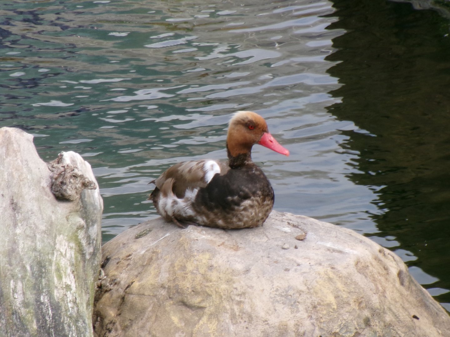 Red-crested pochard