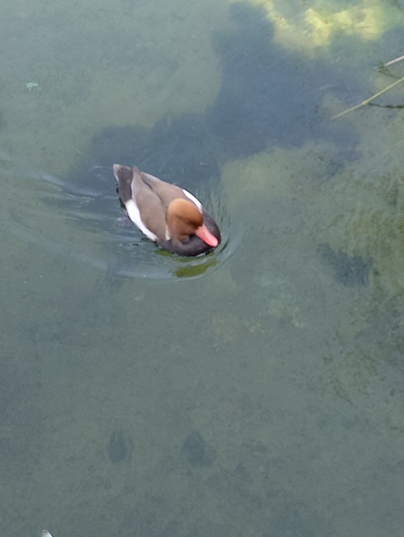 Red-crested pochard