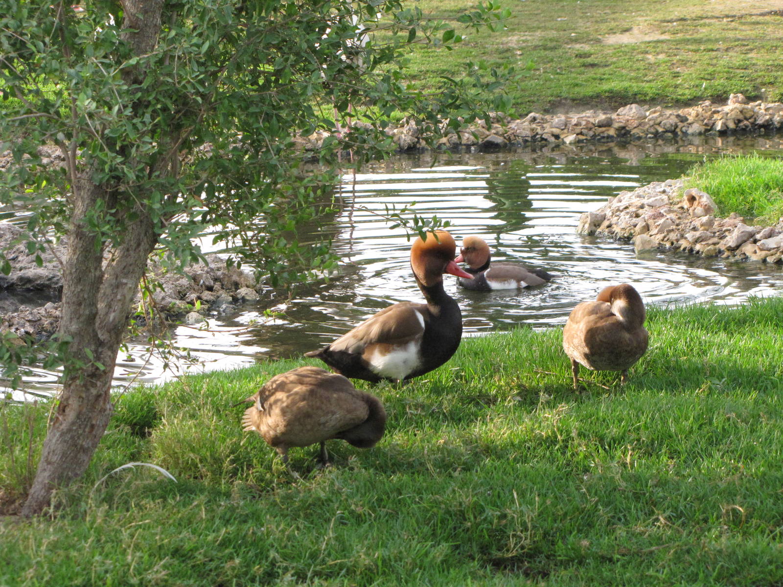 red-crested pochard