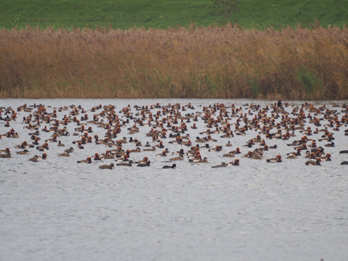 Red-crested Pochards