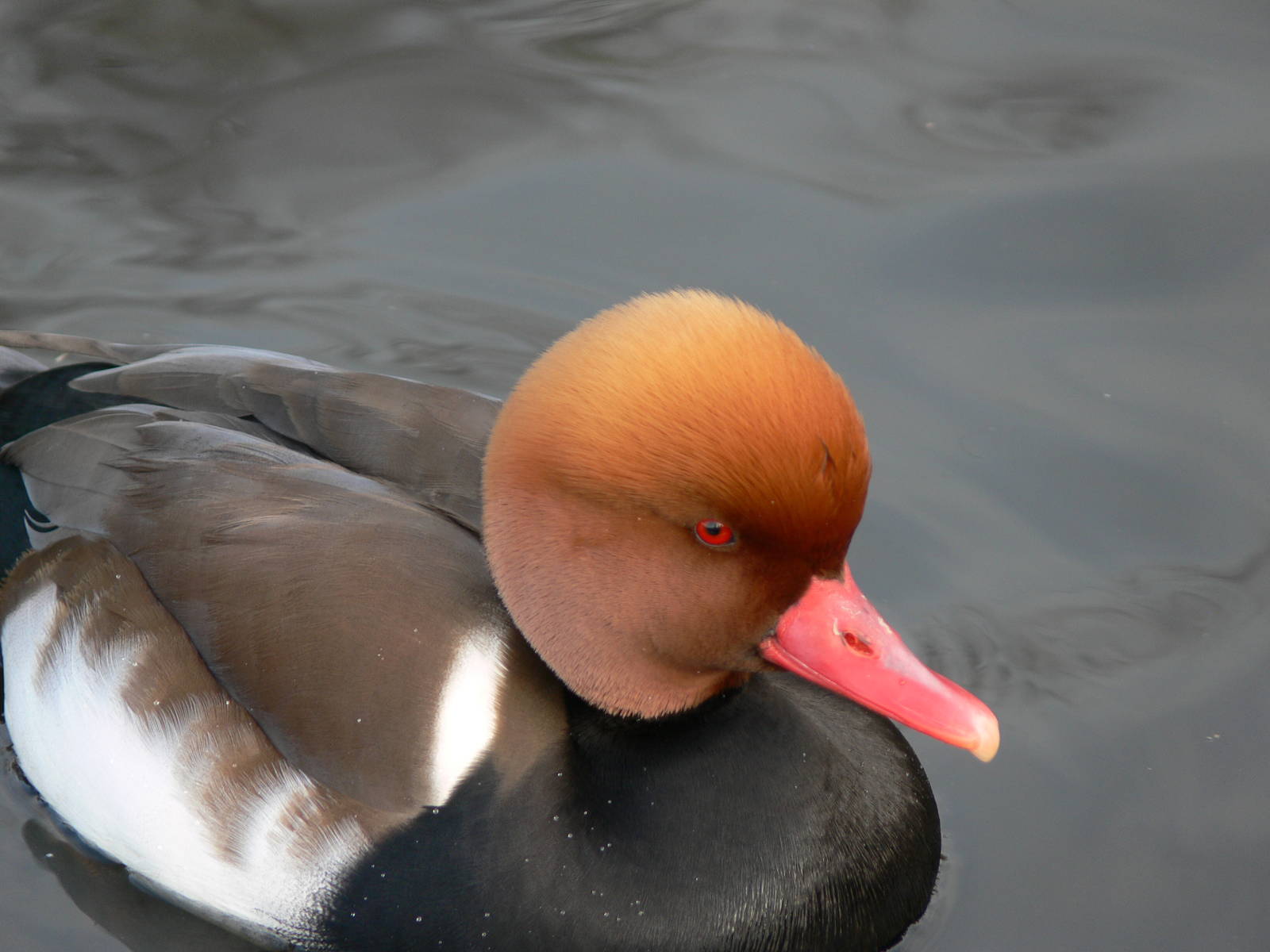 Red-crested Porchard at Martin Mere WWT 08/12/12