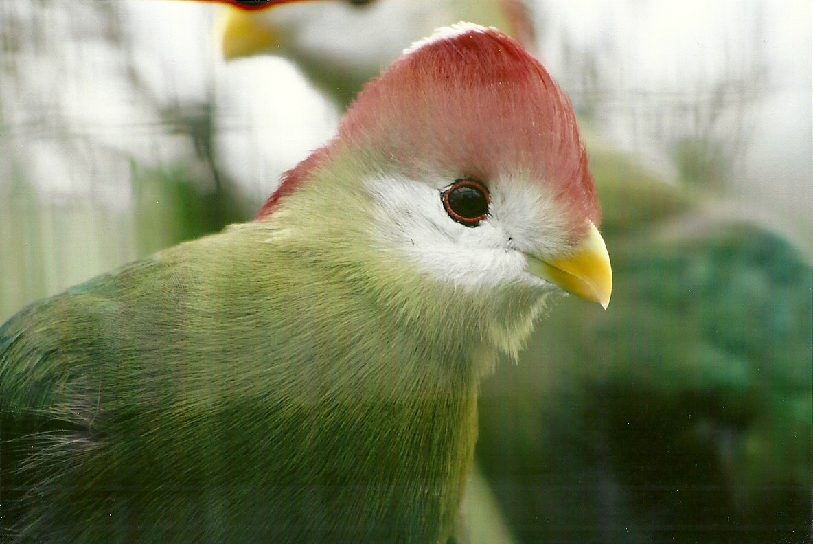 Red-crested Touraco 10th September 2012