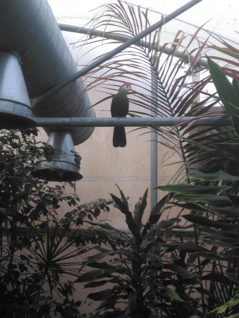 Red Crested Touraco, Ronnie