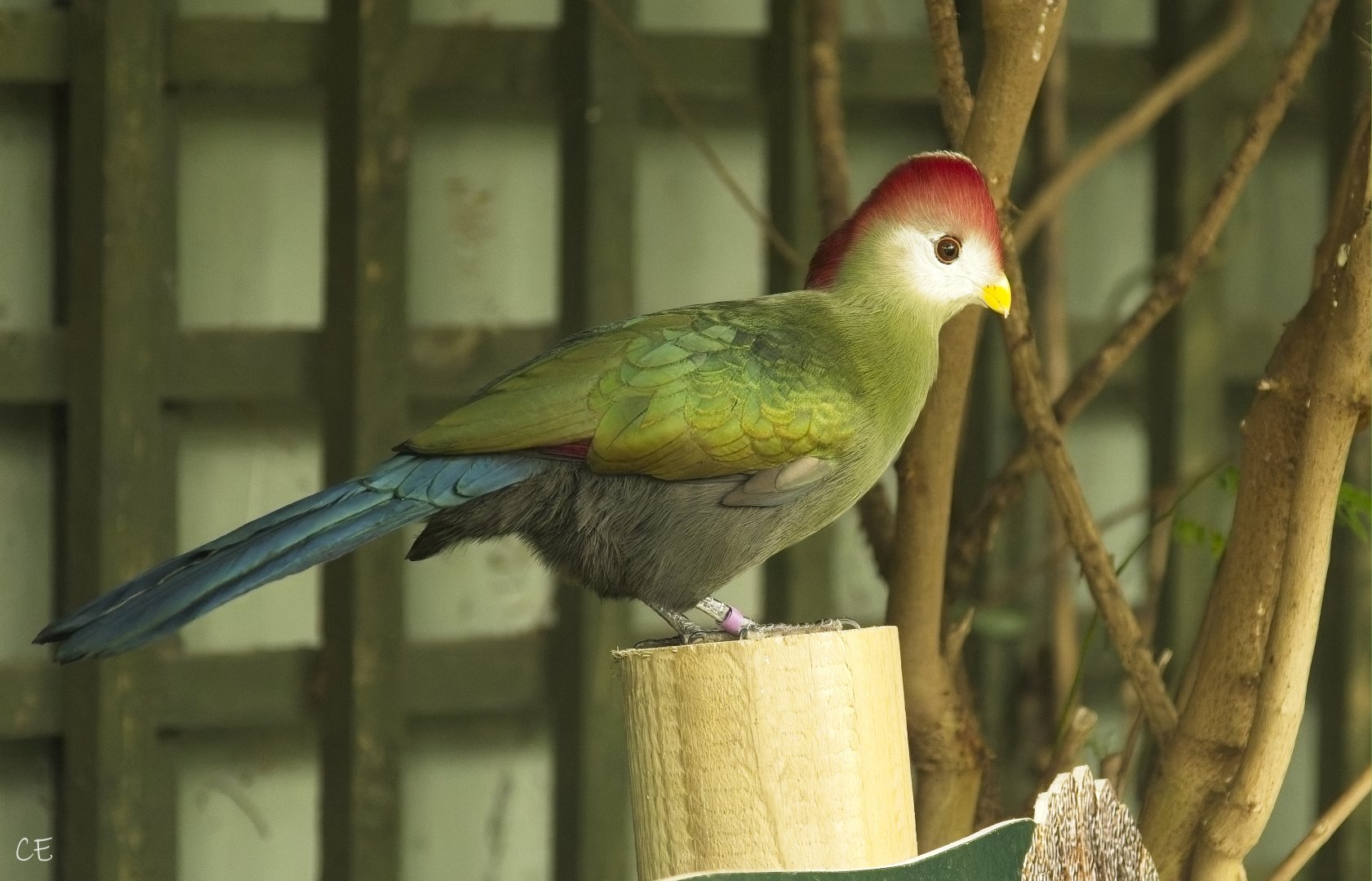 Red Crested Touraco (Tropical house, free flying)