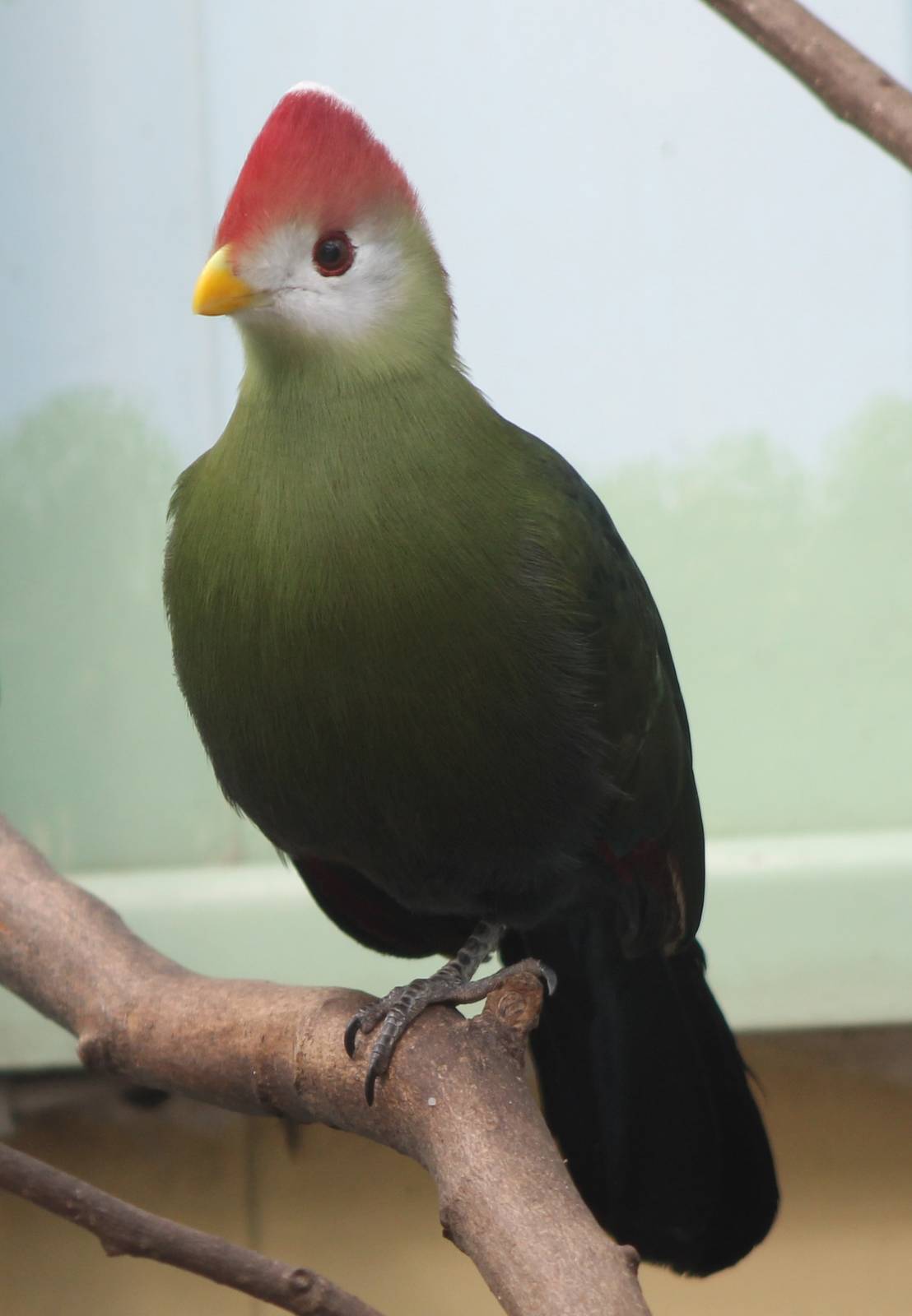 Red-crested touraco