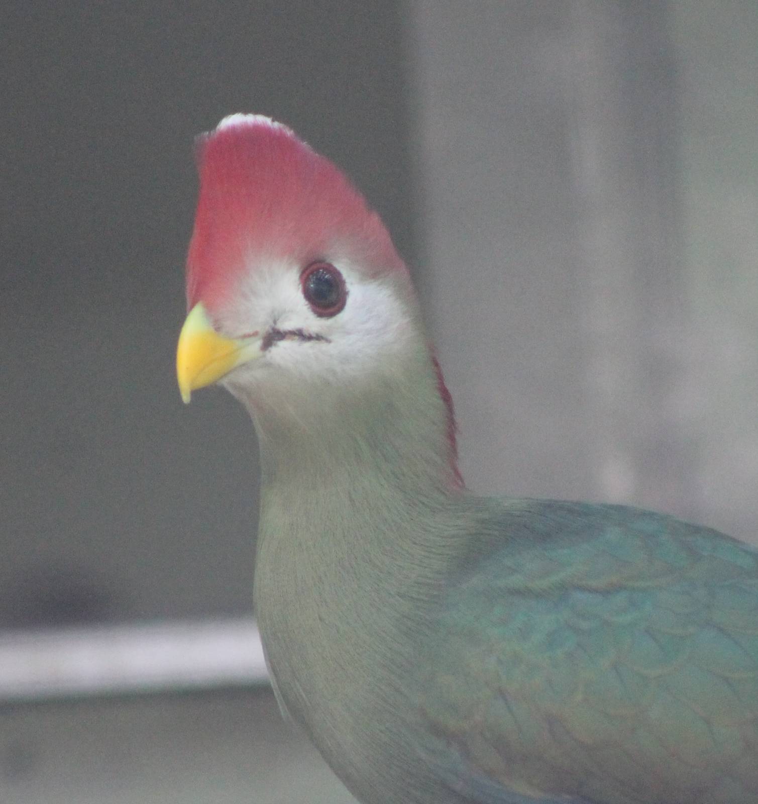 Red-crested touraco
