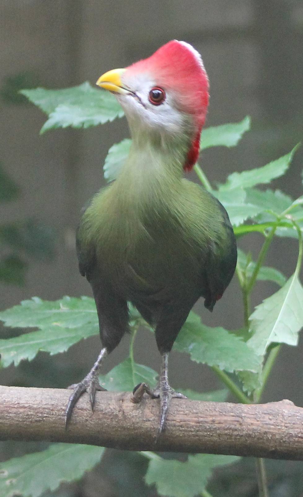 Red-crested touraco