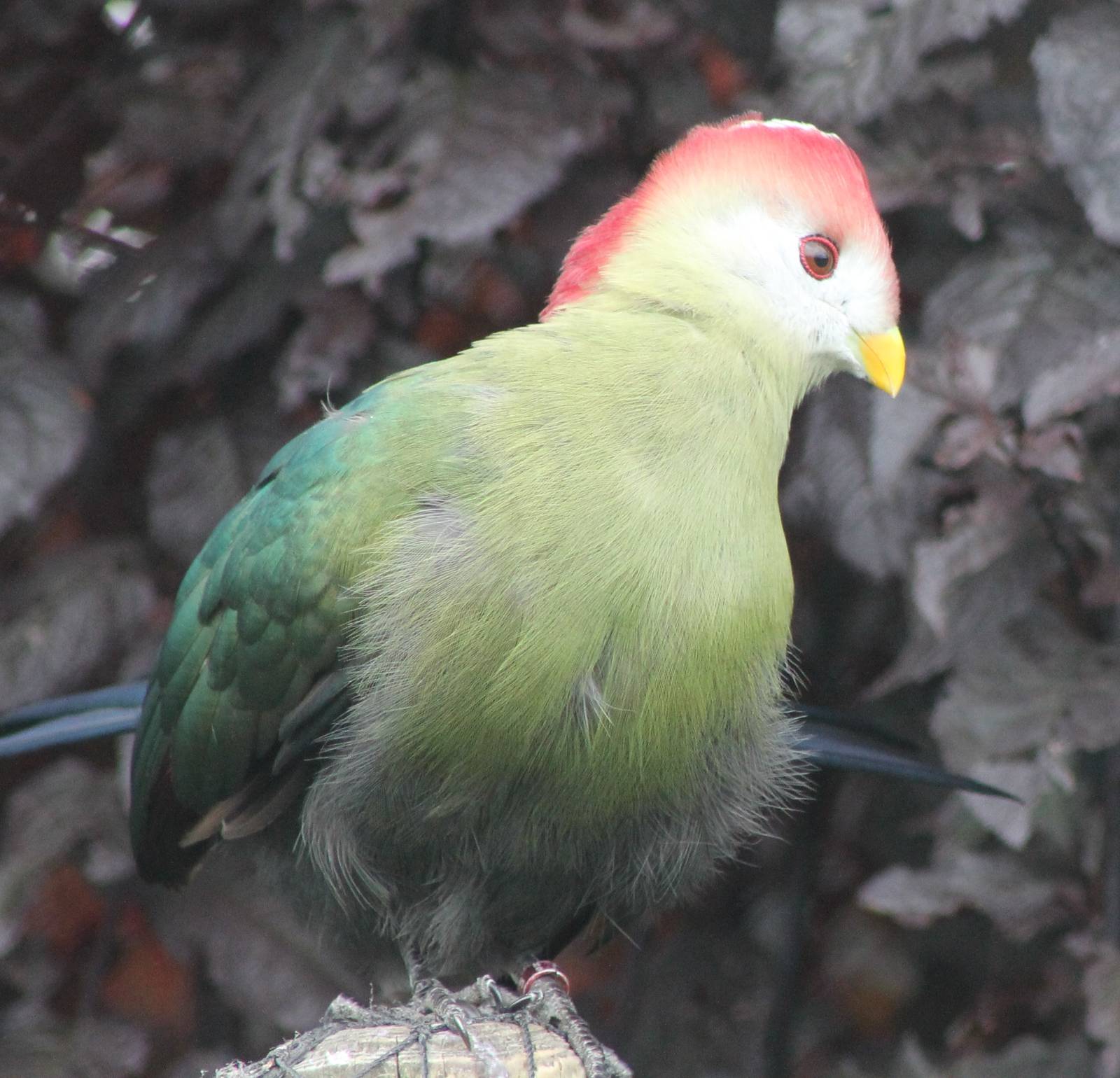 Red-crested touraco