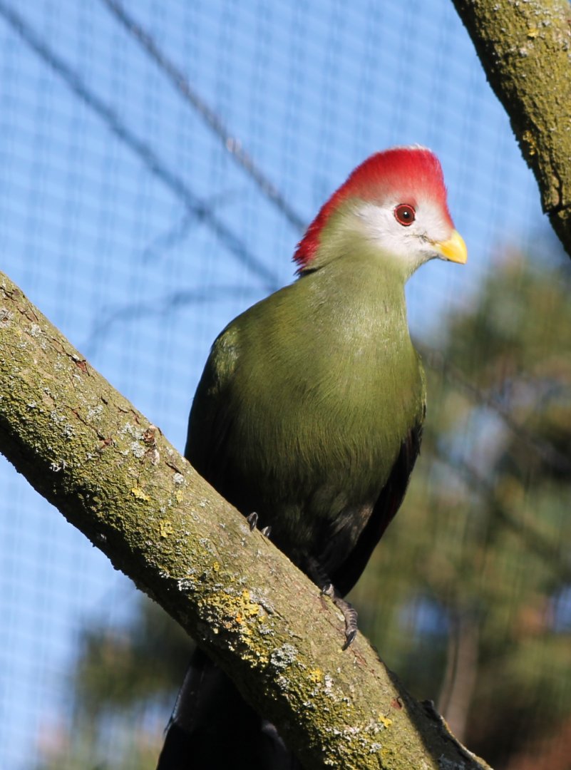 Red-crested touraco