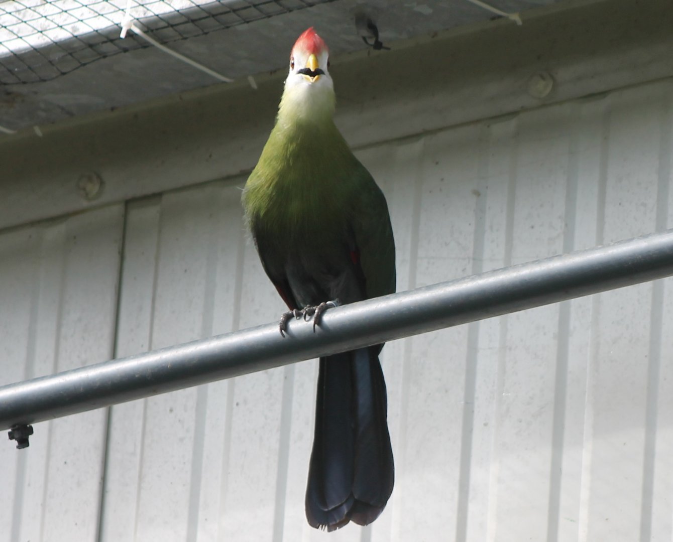 Red-crested touraco