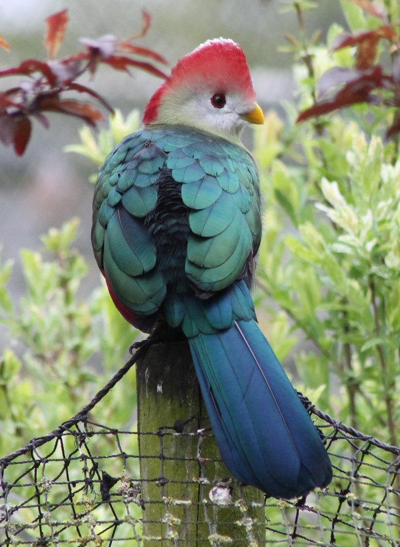 Red-crested touraco