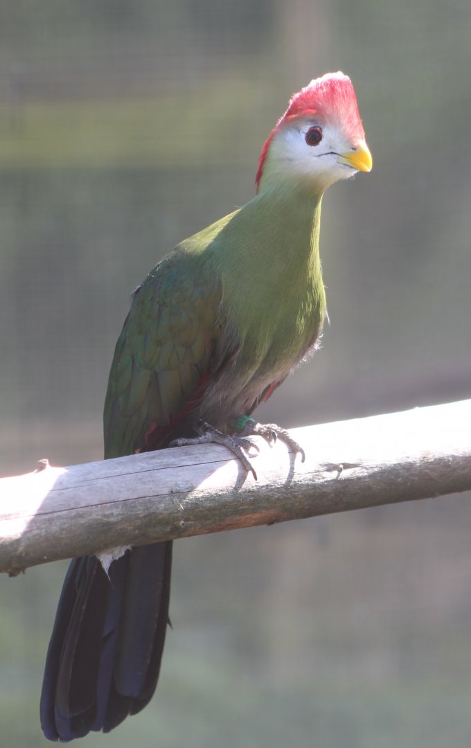 Red-crested touraco