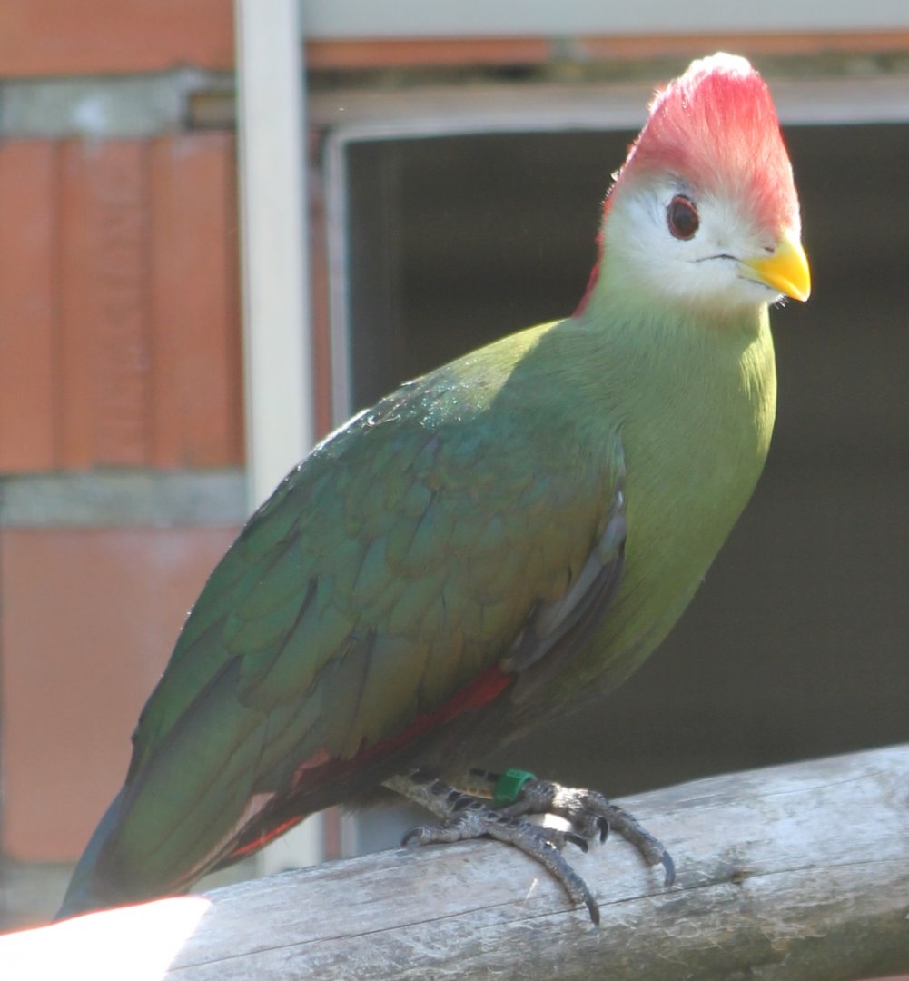 Red-crested touraco