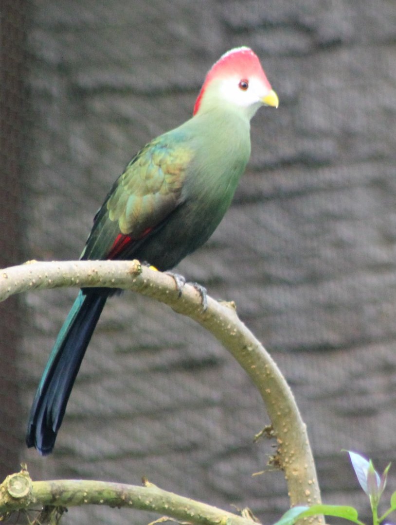 Red-crested touraco