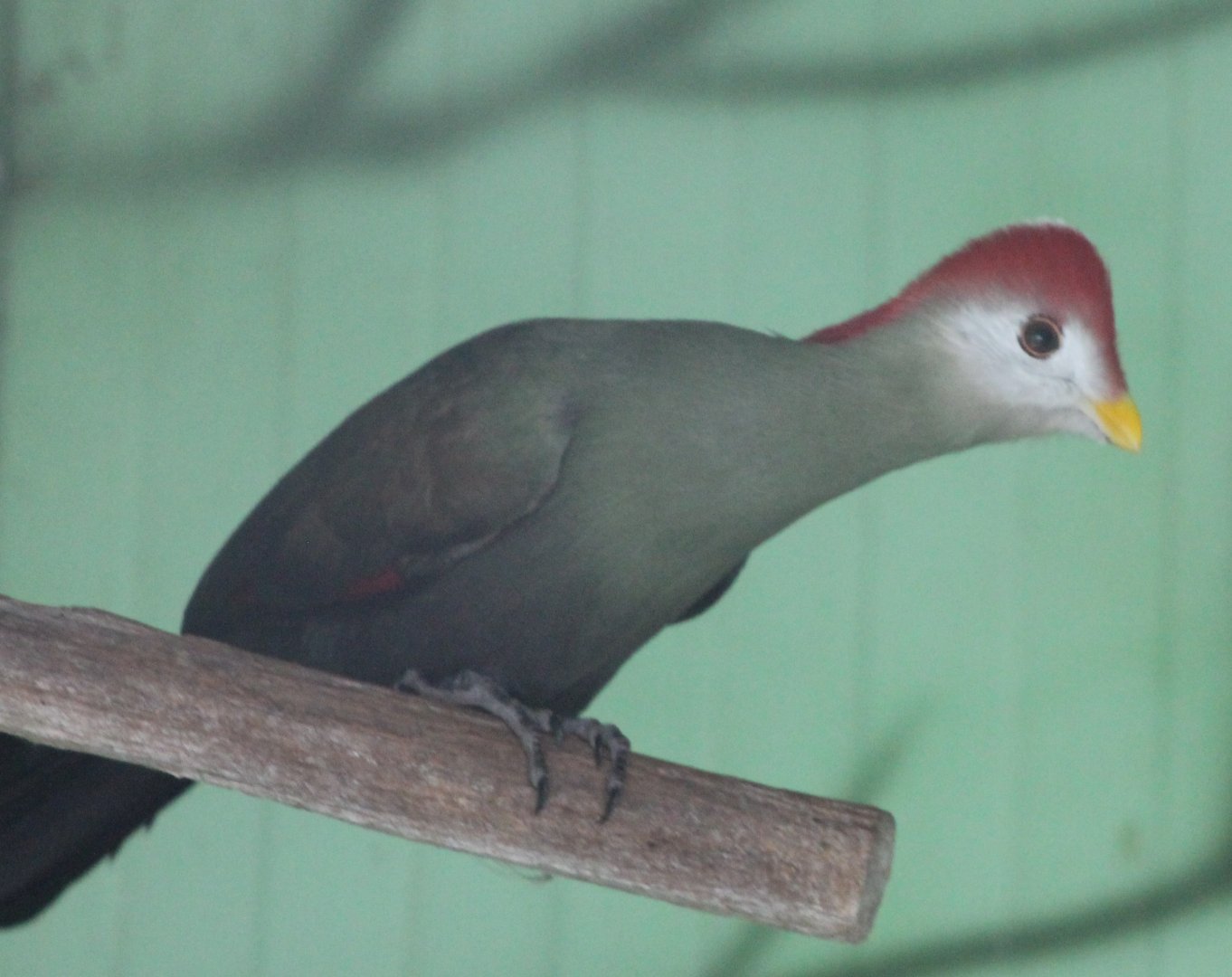 Red-crested touraco