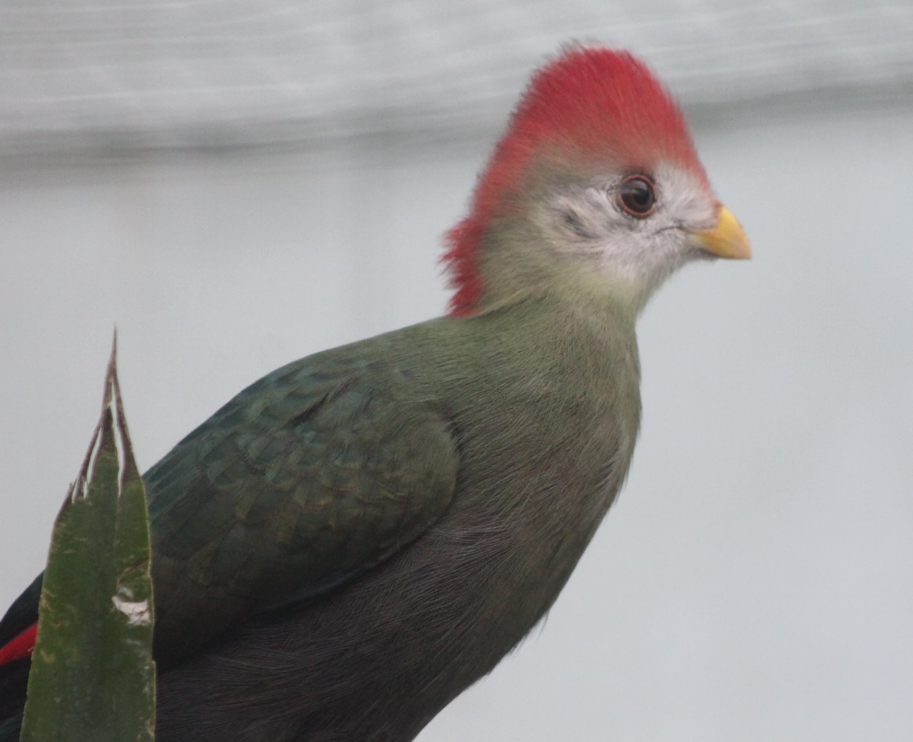 Red-crested touraco
