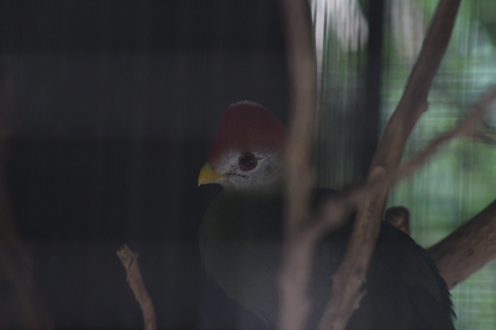 Red crested Touraco