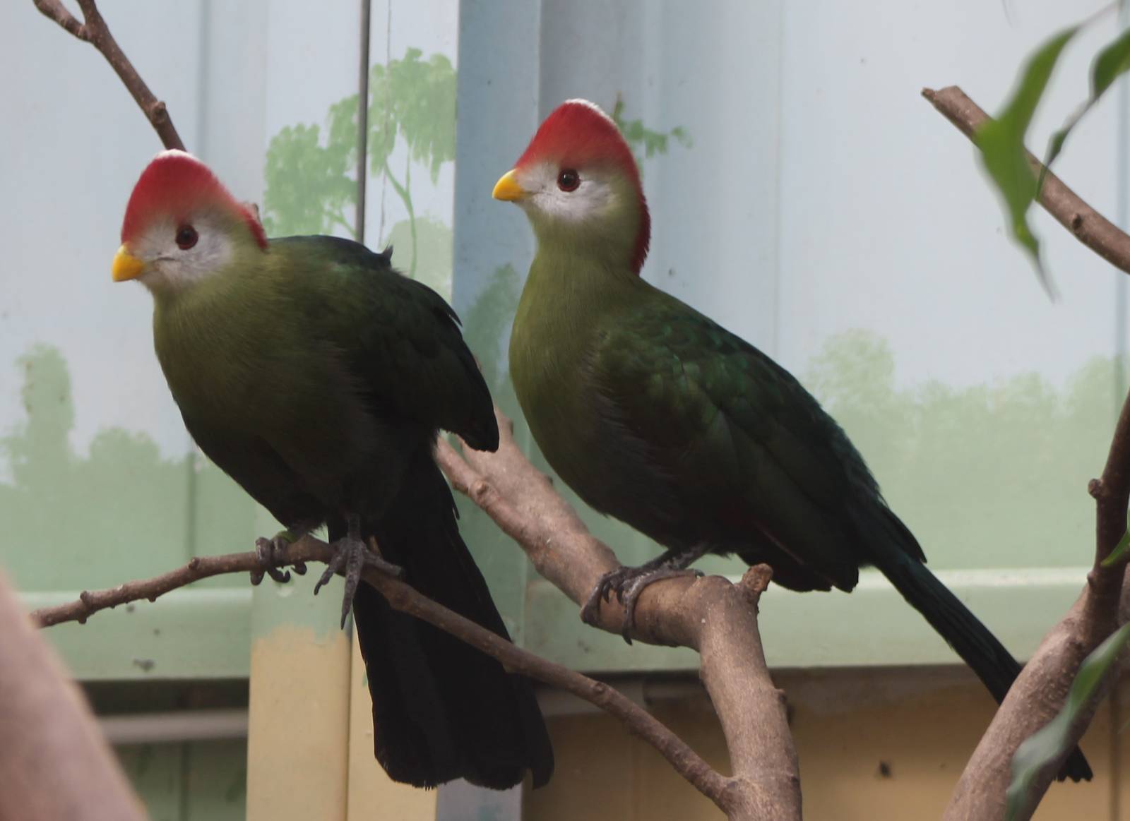 Red-crested touracos