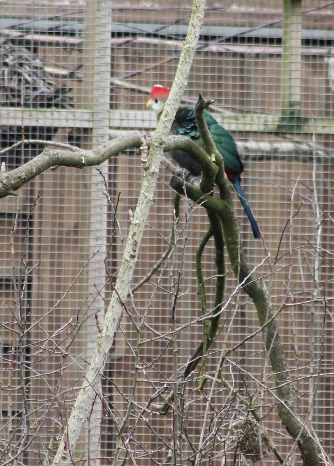 Red-crested touracos