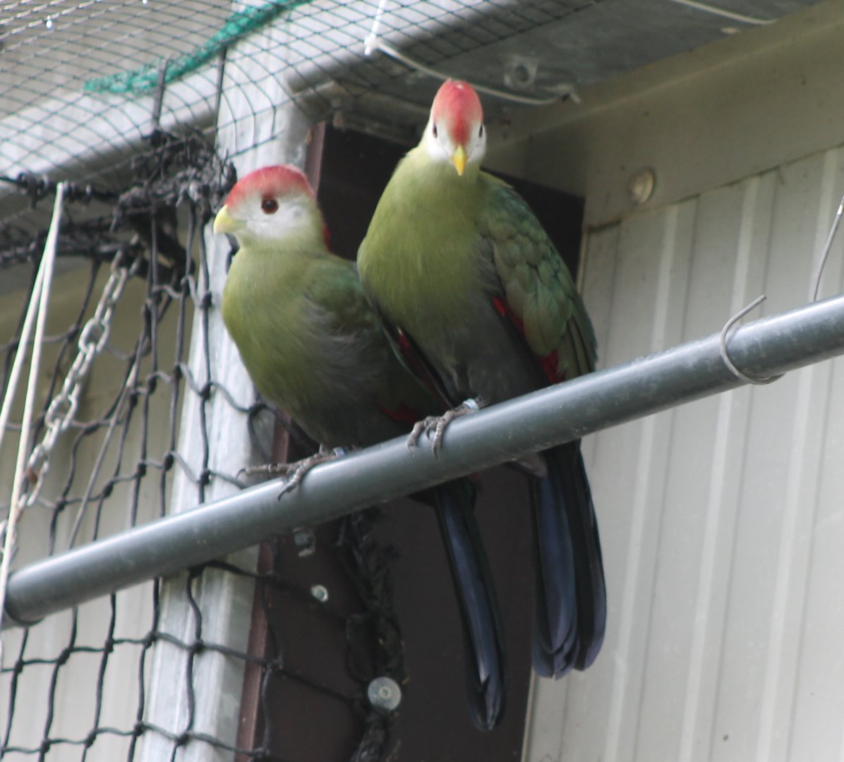 Red-crested touracos
