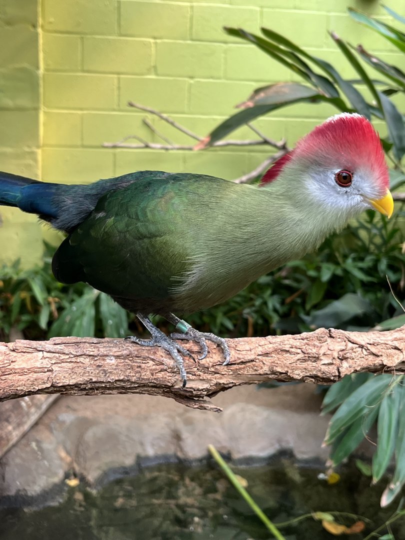 Red-crested Turaco 1