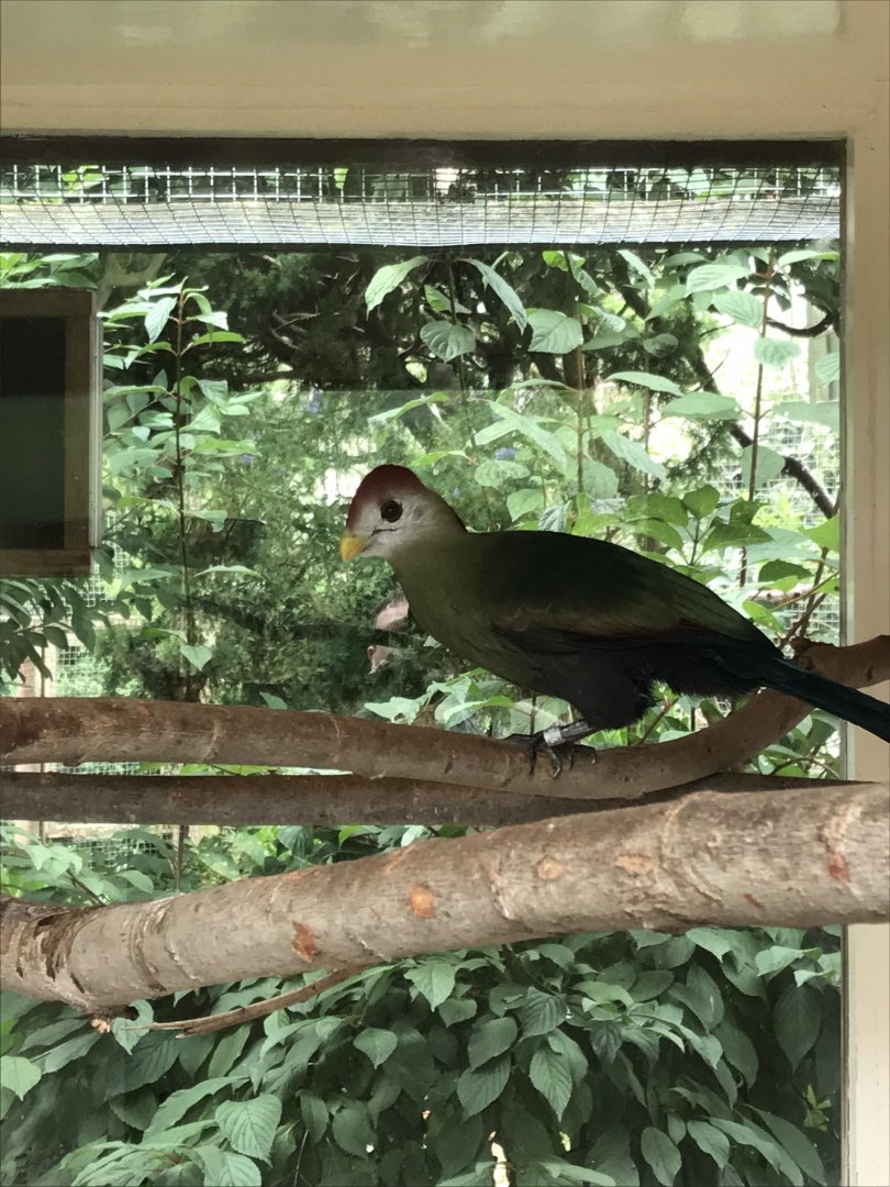 Red-crested turaco 100818