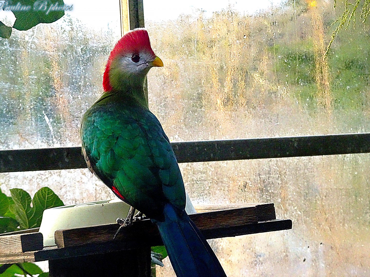 Red-crested Turaco 16 November 2025