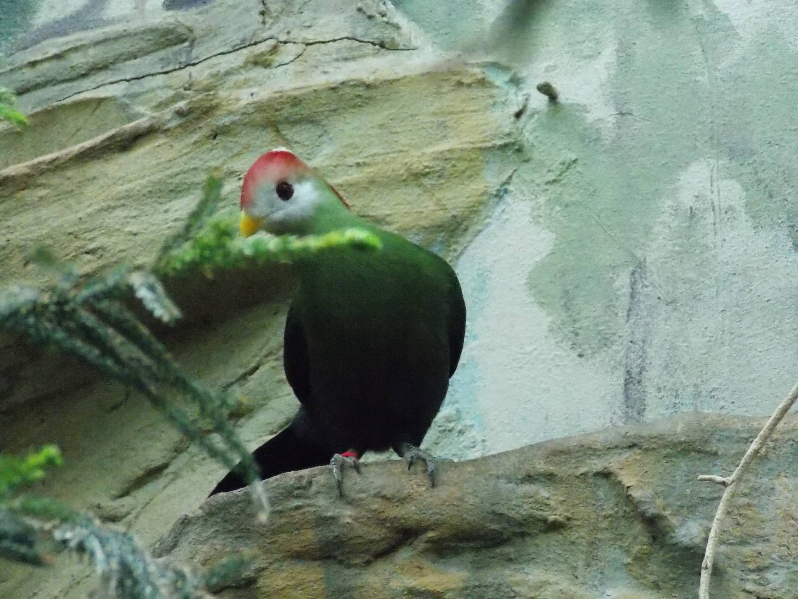 Red-crested turaco 18/5/13