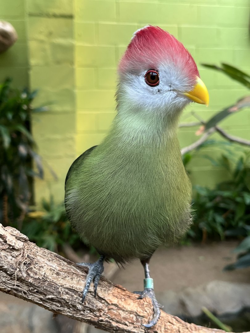 Red-crested Turaco 2