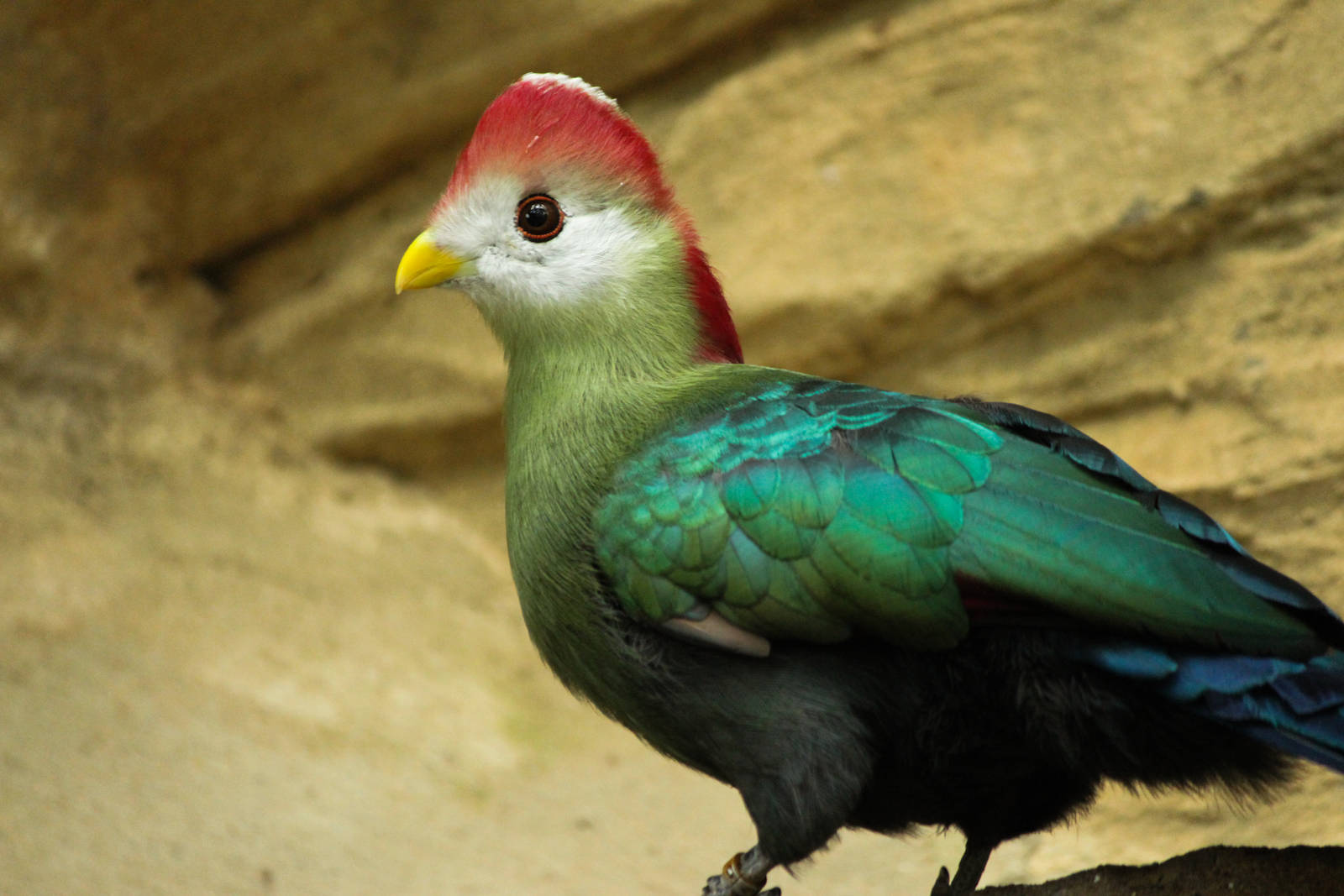 Red Crested Turaco 24/07/2013