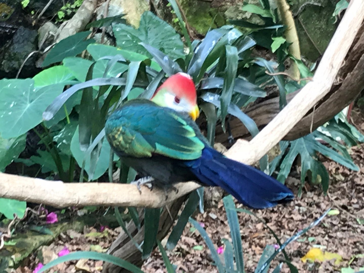 Red-crested turaco 250318