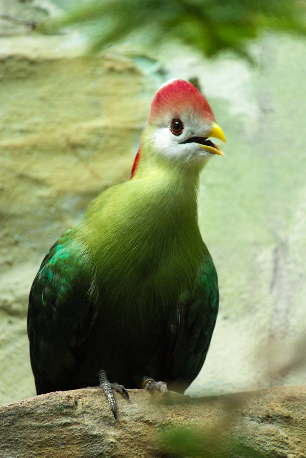 Red Crested Turaco 26/07/2013