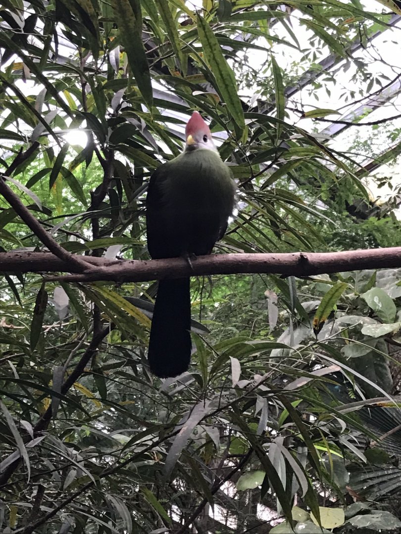 Red-crested turaco 280118