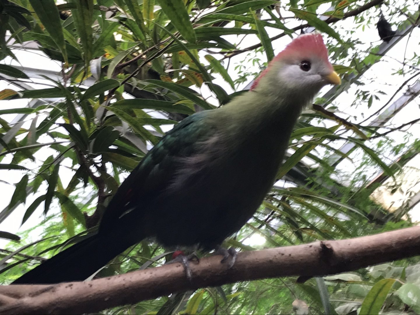 Red-crested turaco 280118