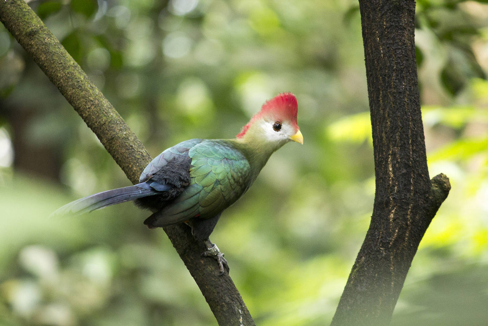 Red-crested turaco, 3/14/15