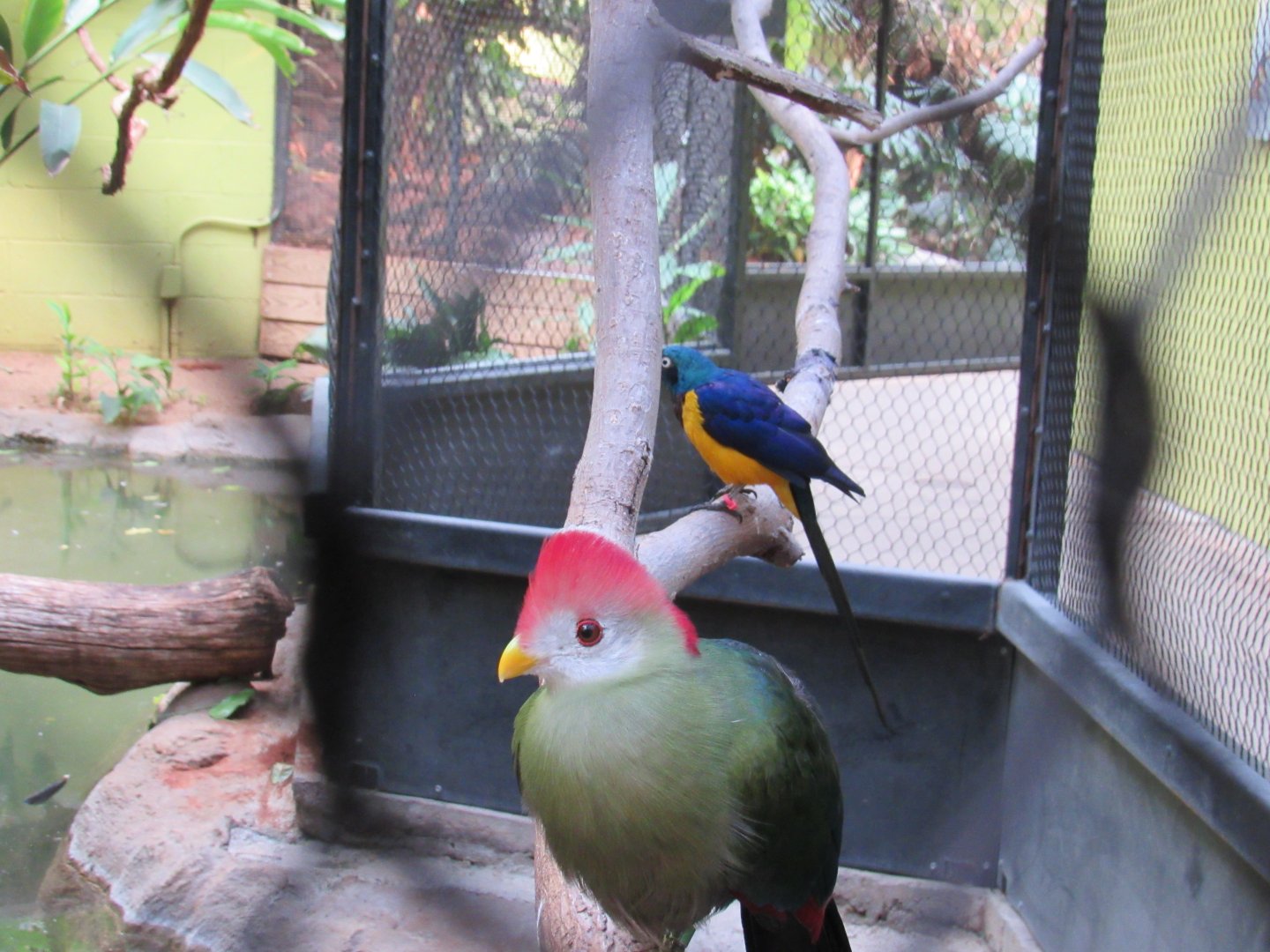 Red-crested Turaco and Golden-breasted Starling (aka Royal Starling)