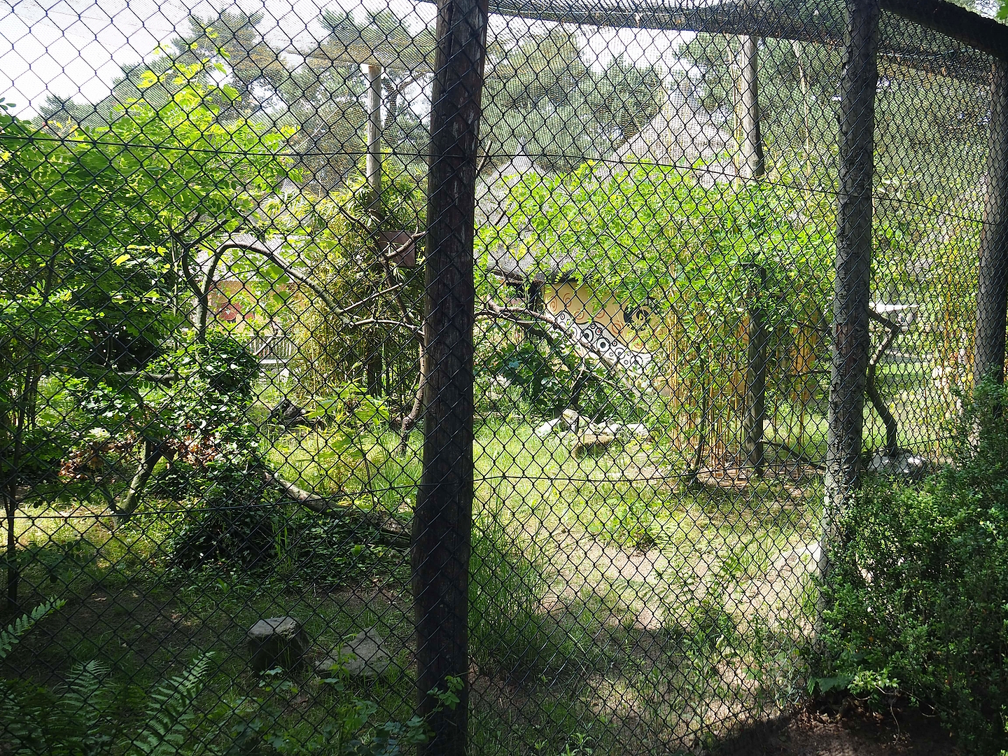 Red-crested turaco and Spotted dikkop aviary, 2022-06-12