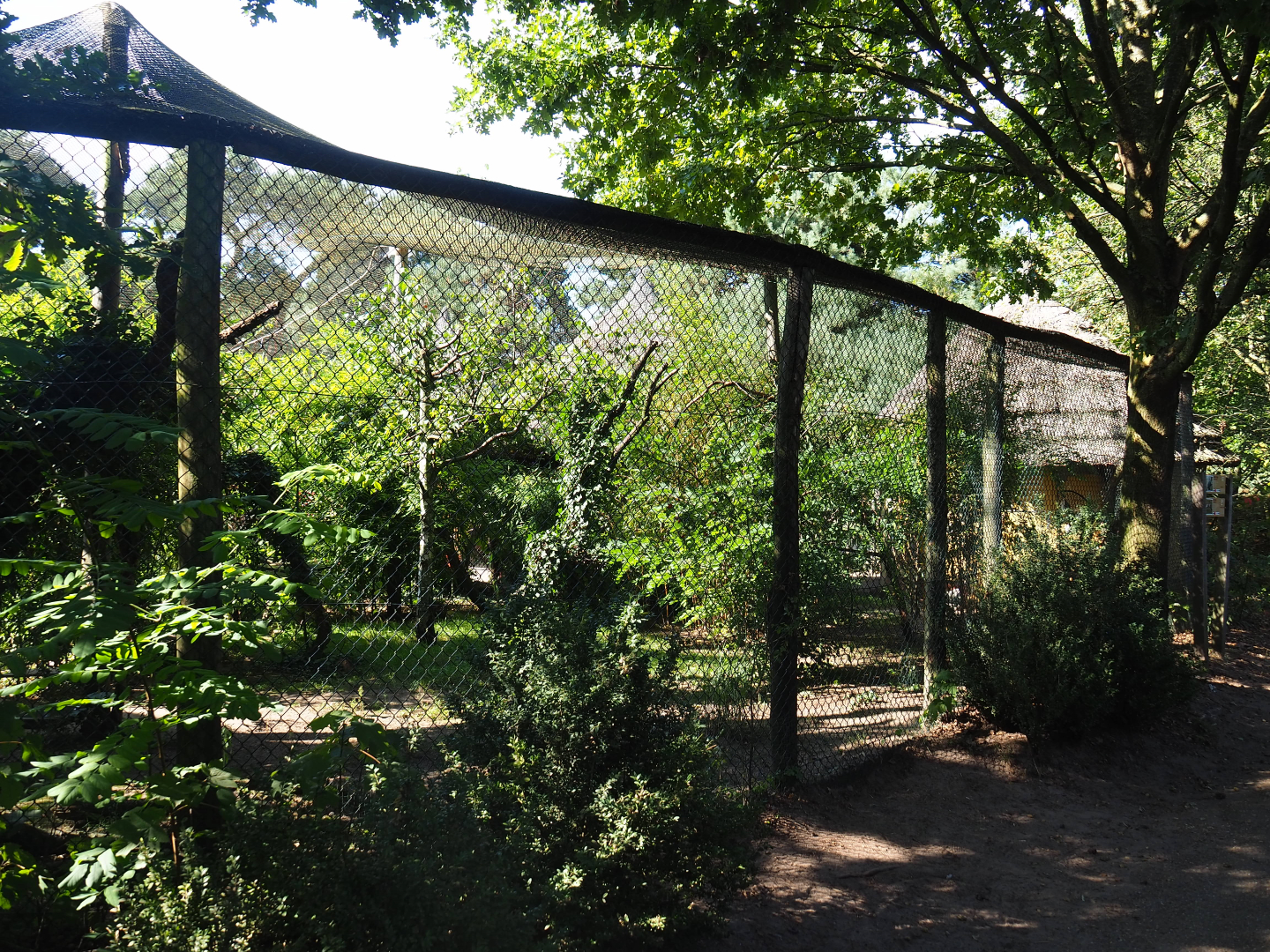 Red-crested turaco and Spotted thick-knee aviary, 2019-09-15