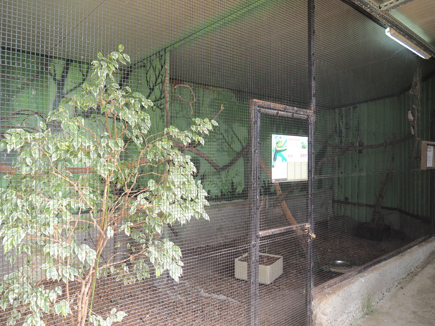 Red-crested turaco and Von der Decken's hornbill aviary, 2020-06-20