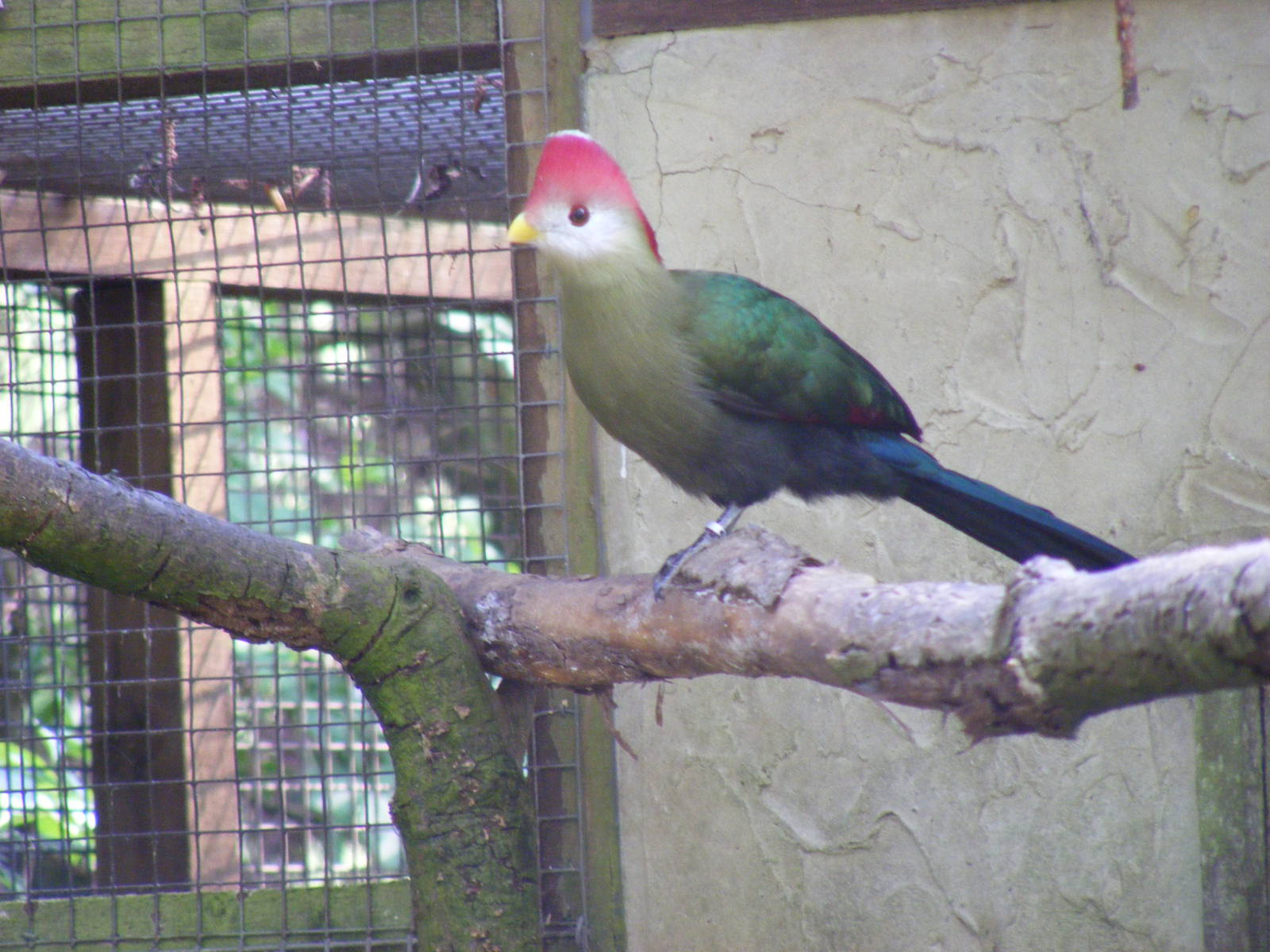 Red-crested turaco at Birdland, 22 April 2011