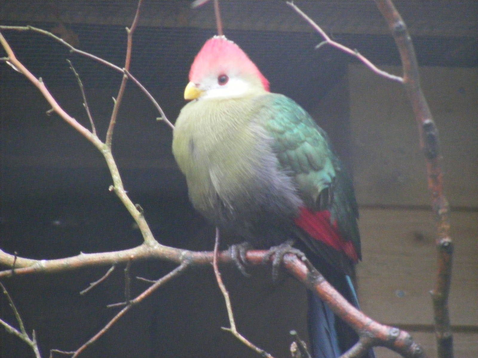 Red-crested turaco at Exmoor Zoo, 29 December 2010