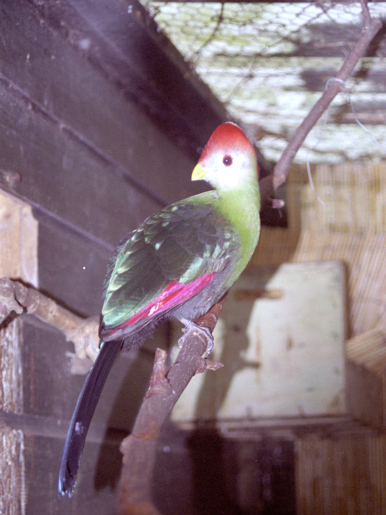 Red-crested Turaco at Grangewood Zoo 2005