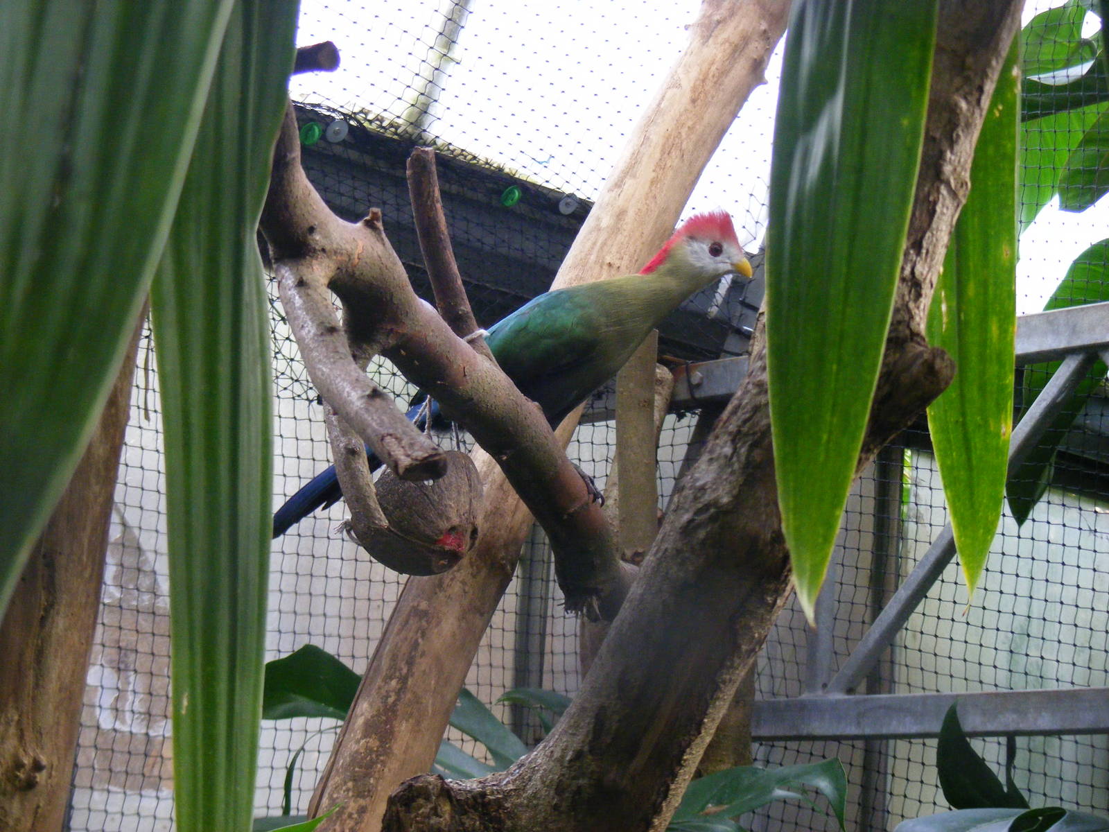 Red-crested turaco at The Living Rainforest, 24 October 2010