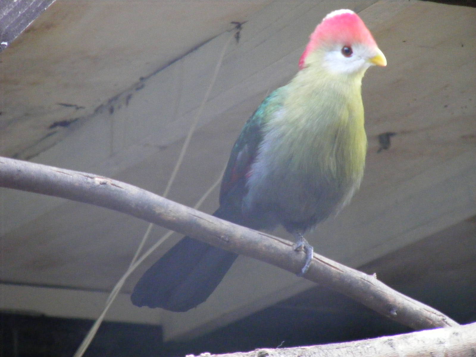 Red crested turaco at Tropical Wings, 13 September 2011