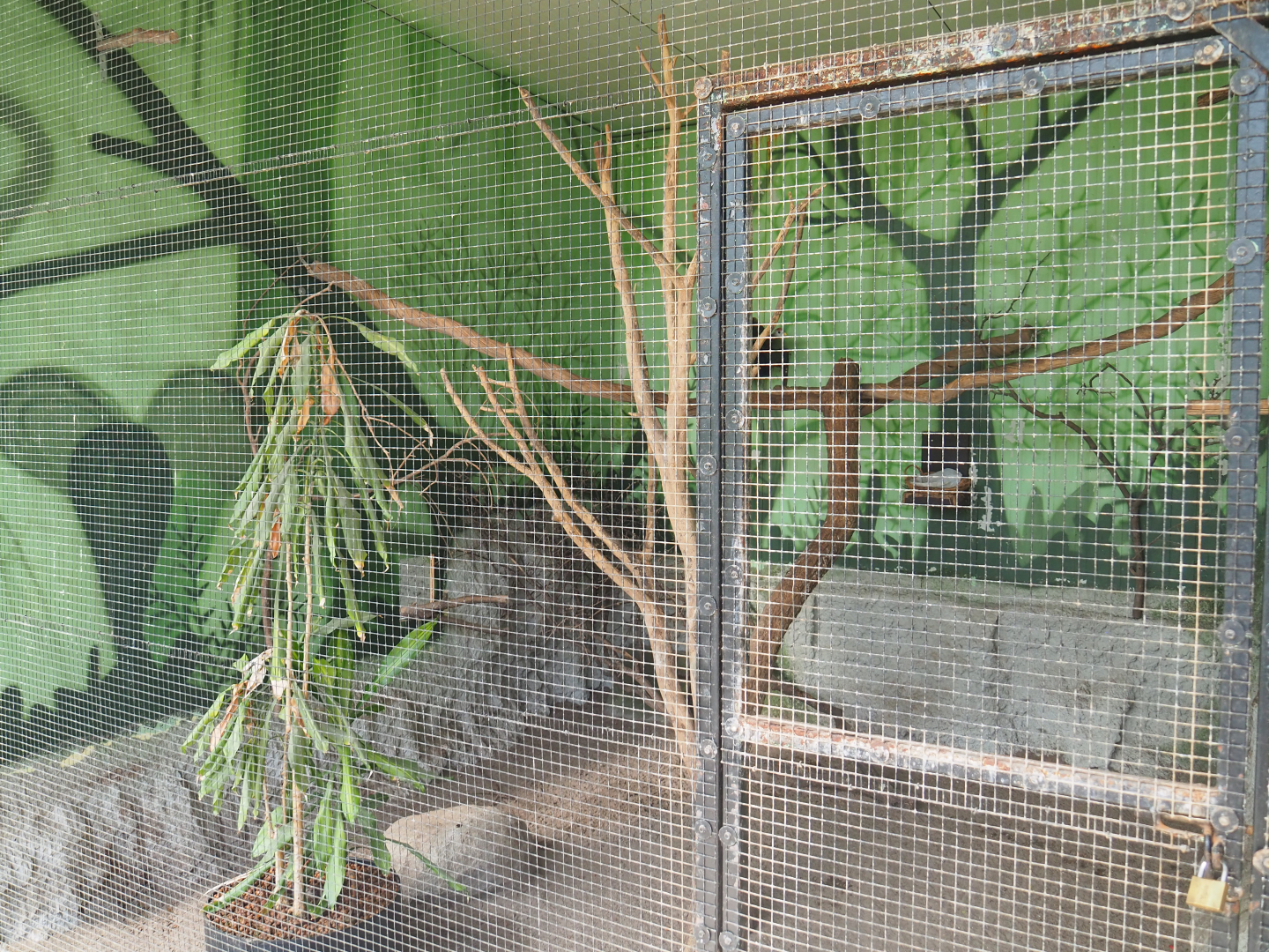 Red-crested turaco aviary, 2019-08-04
