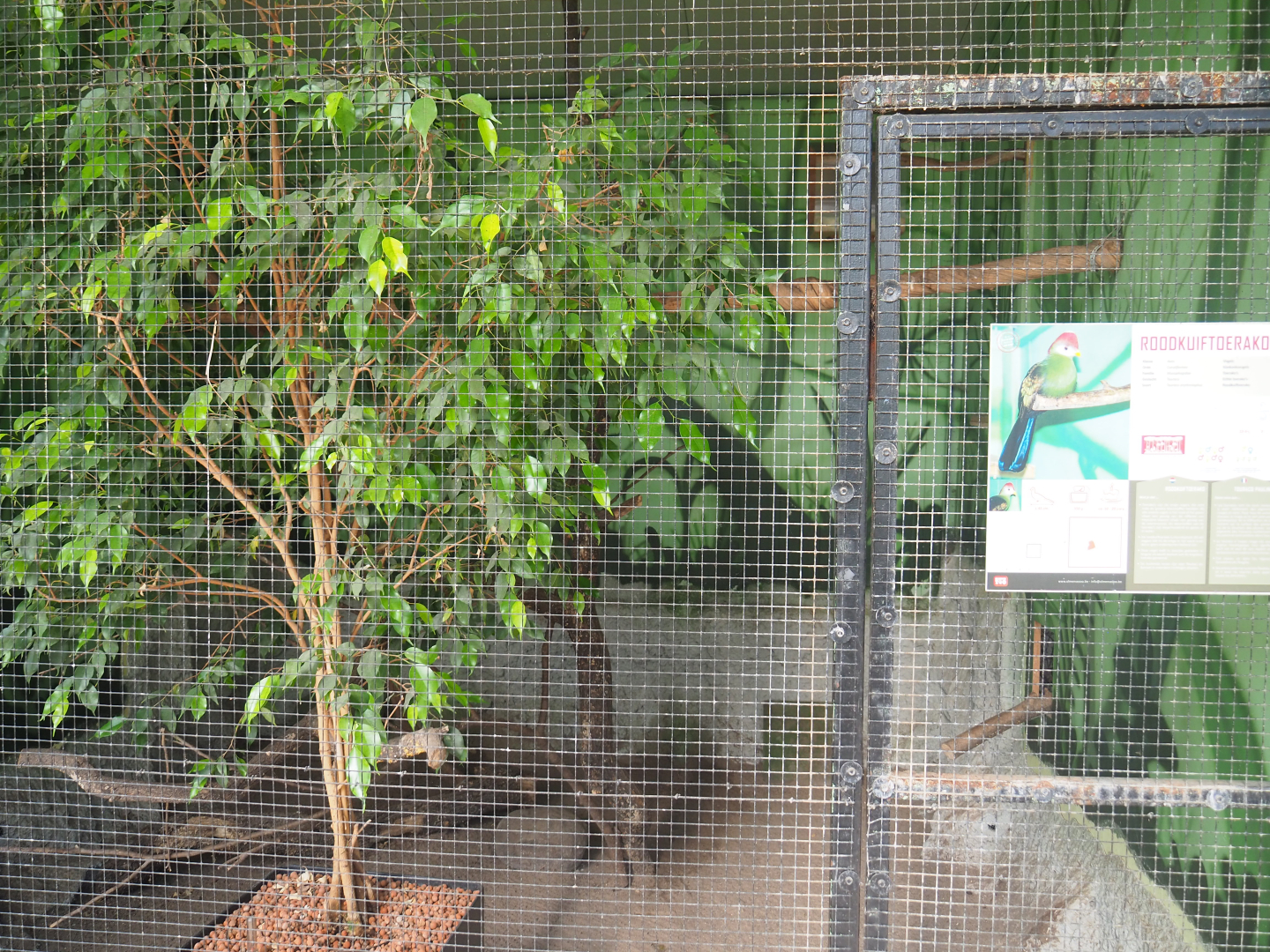 Red-crested turaco aviary, 2019-08-04