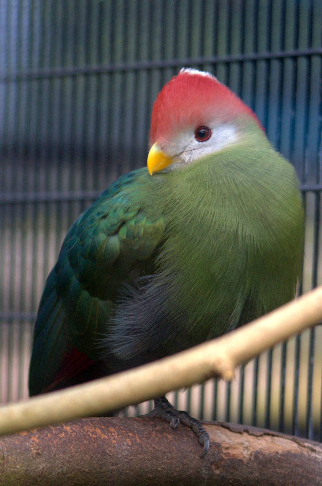 Red-crested Turaco - Belfast Zoo