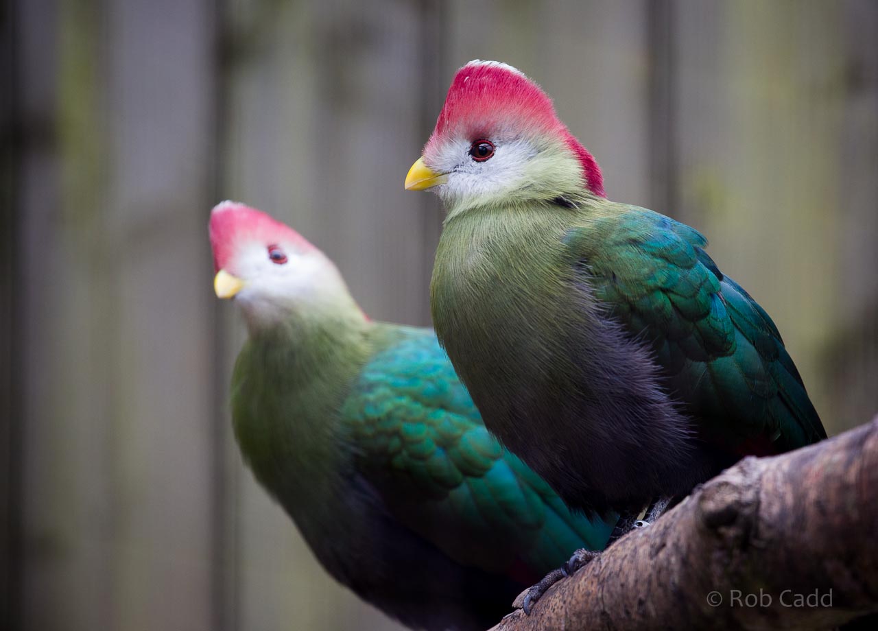 Red-crested turaco : Birdland : 19 Apr 2015