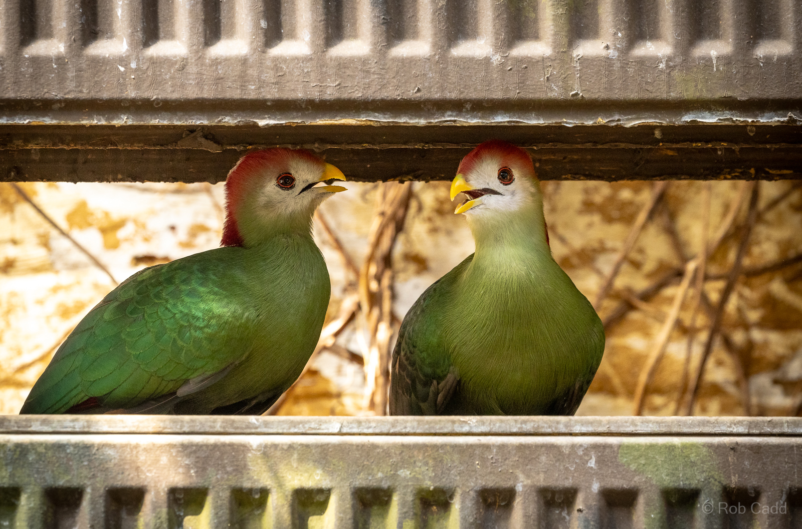 Red-crested turaco : Cotswold WP : 09 May 2024