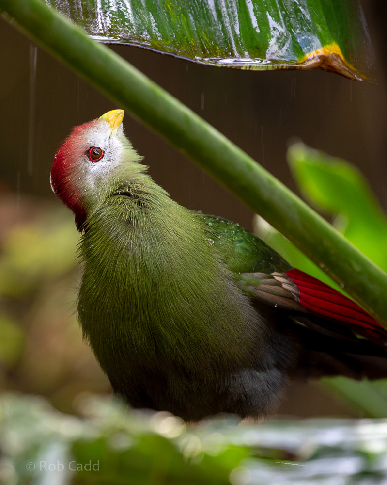 Red-crested turaco : Cotswold WP : 12 Jul 2019